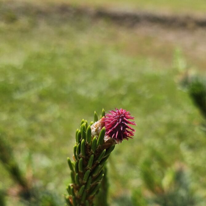 Technical seminar: Possibilities and limitations in reconciling the productive, natural and social functions of forests, based on the example of the activities of the ‘Bory Lubuskie’ Forest Promotion Complex